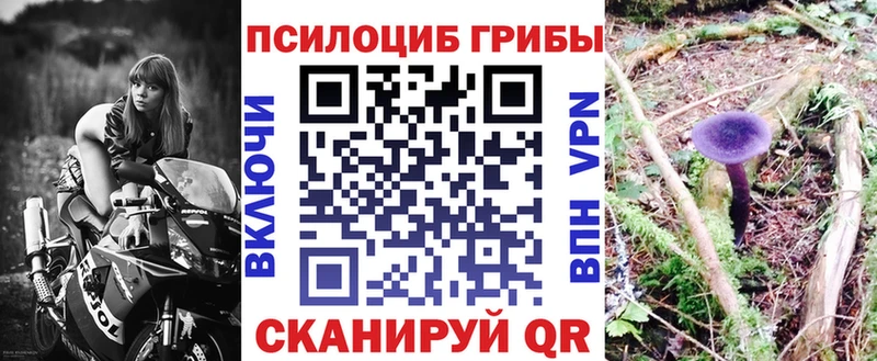 OMG ССЫЛКА  Железногорск-Илимский  Галлюциногенные грибы Cubensis 
